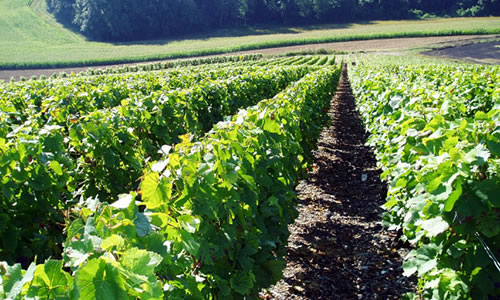 Franck Bergeronneau's vines