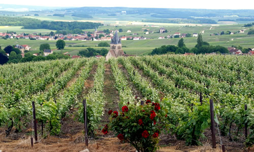 Franck Bergeronneau's vines